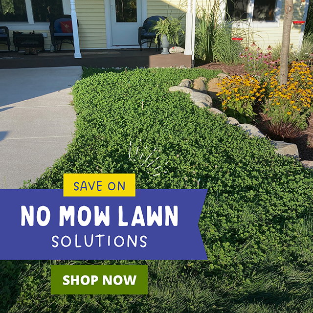 no mow lawns