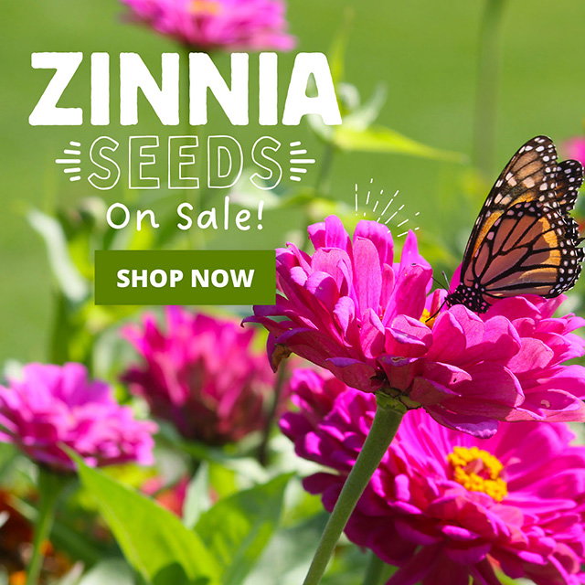 Zinnias