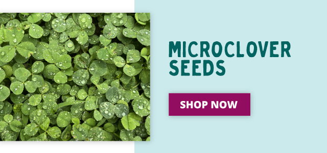 Microclover Seed