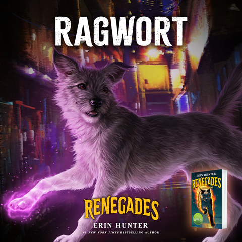 Ragwort: A scruffy grey dog