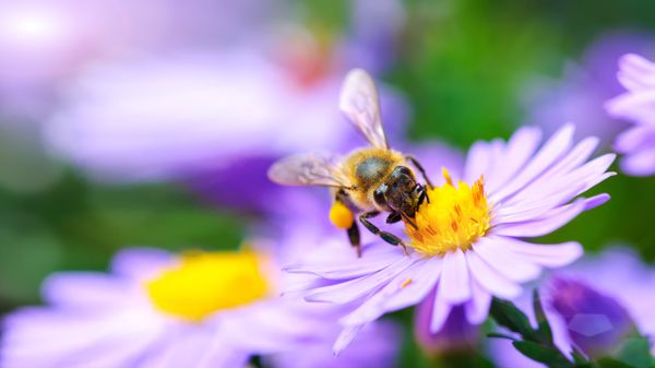 8 choses que vous ignorez peut-être sur les abeilles
