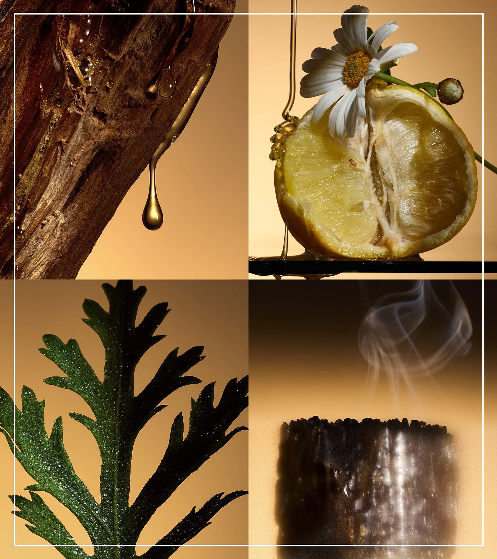 A collage of four images including bergamot with chamomile, dripping honey, davana and glowing resin