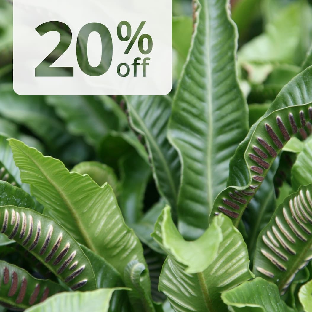 Asplenium scolopendrium