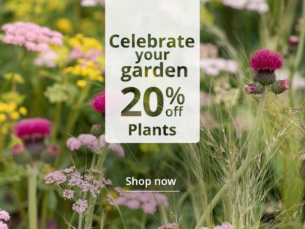  Celebrate Chelsea 20% off