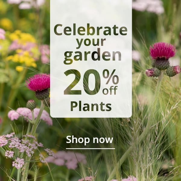  Celebrate Chelsea 20% off