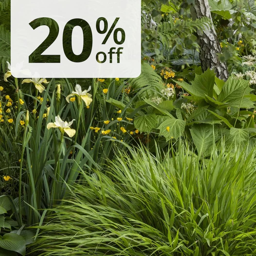 Hakonechloa macra