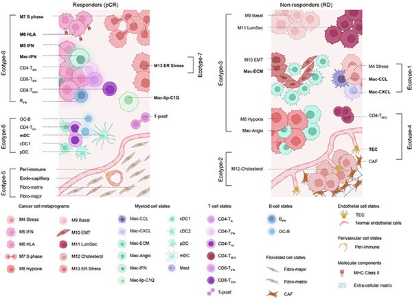 A diagram showing the eight distinct cellular communities (ecotypes) in triple-negative breast cancer broken down into those that respond to chemotherapy (ecotypes 5, 6, 7 and 8) and those that don’t respond to treatment (ecotypes 1, 2, 3 and 4).