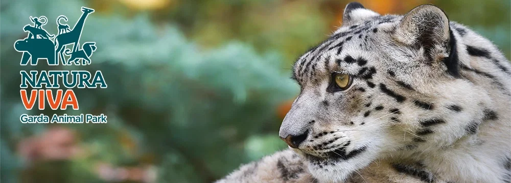 NATURA VIVA
