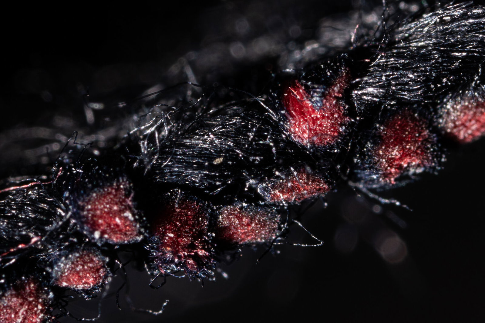 macro