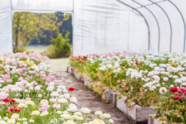 Crop Rotations for Cut-Flowers in the Tunnel