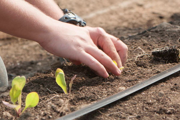 Recommended Crops for Succession Planting