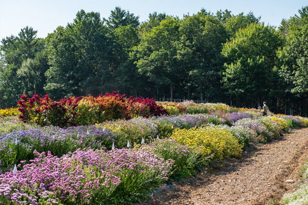 Succession-Planting Flowers
