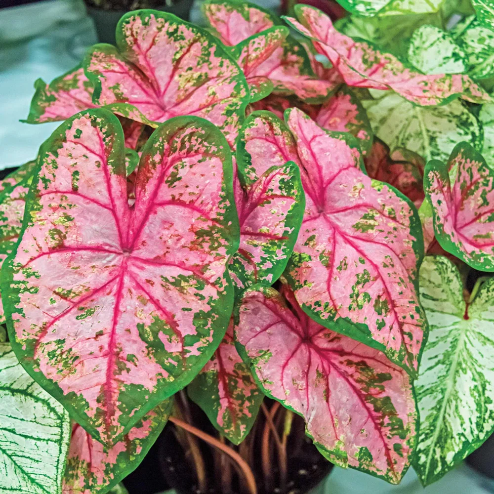 Caladium Carolyn Whorton