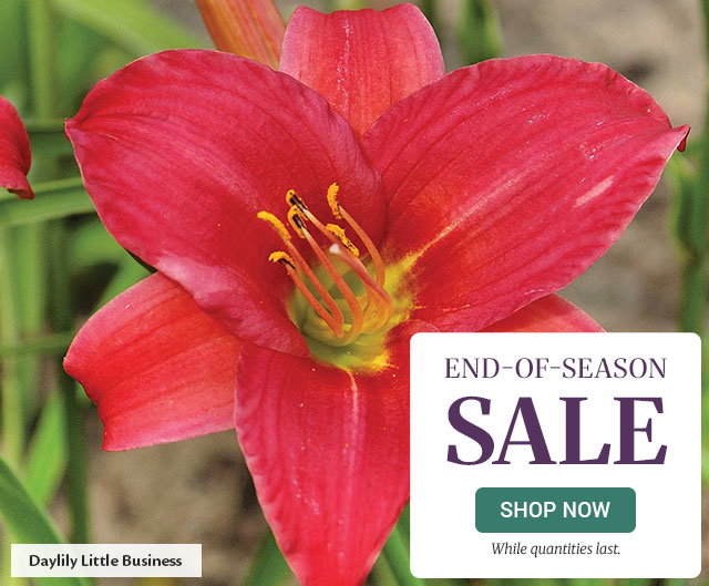 End-of-Season Sale