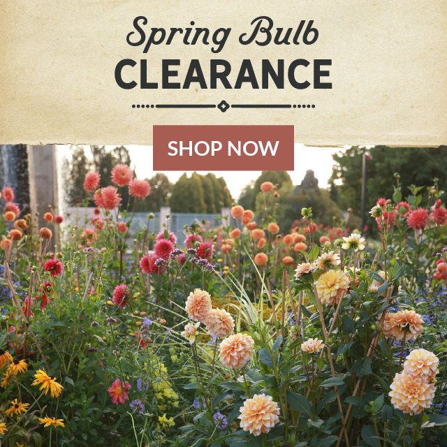 spring planted bulb clearance