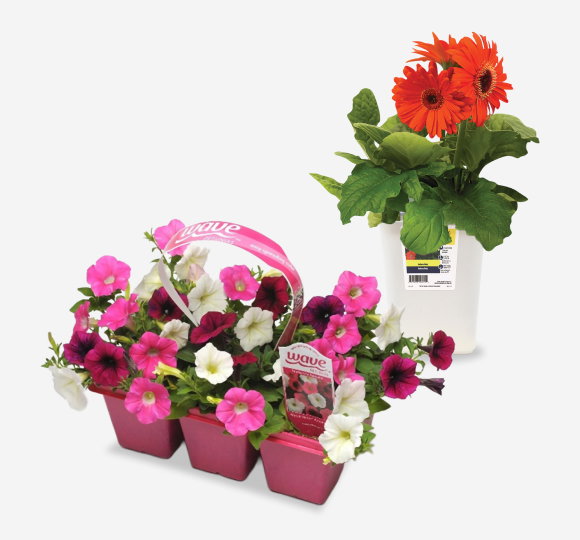SAVE 20%* All Annuals in Production Pot or Packs