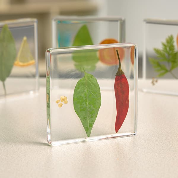 Excellerations® SpeciFun™ 4 Fruit + Vegetable Lifecycle Tiles & Cards