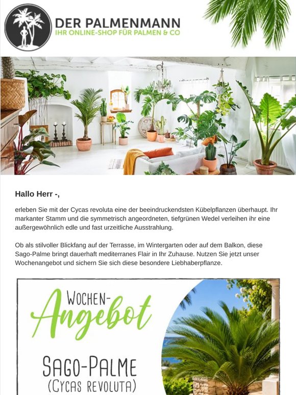 Exklusives Wochenhighlight: Cycas revoluta – zeitlose Eleganz für Ihr Zuhause