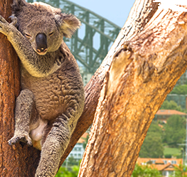 3-geteiltes Bild: Mittelteil Koala auf einem Baum vor Sydney
