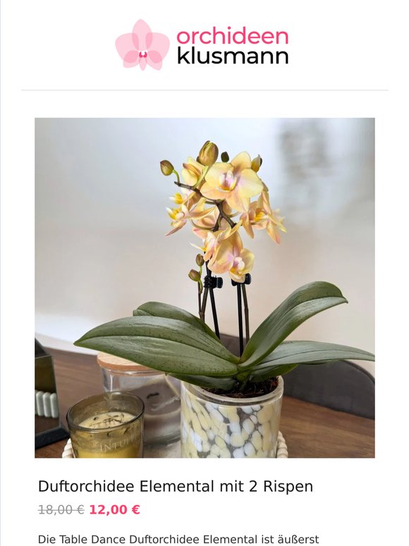 💐 Deine neue Lieblingsorchidee wartet schon