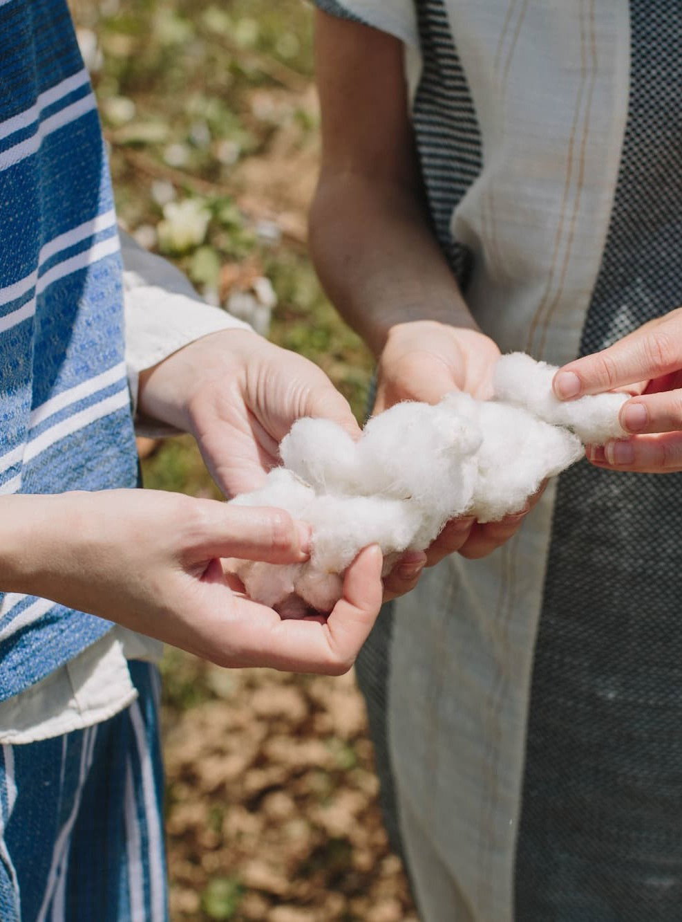 hands holding organic cotton
