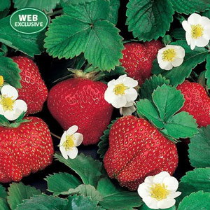 Festival Everbearing Strawberry Plant