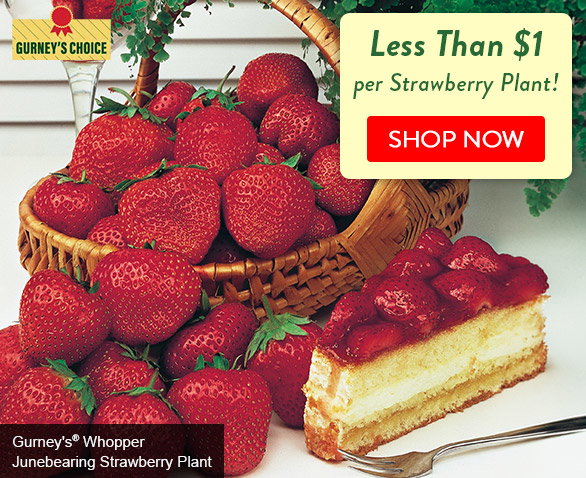 Free Shipping on orders $75+