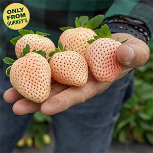 Florida Pearl® Junebearing Strawberry