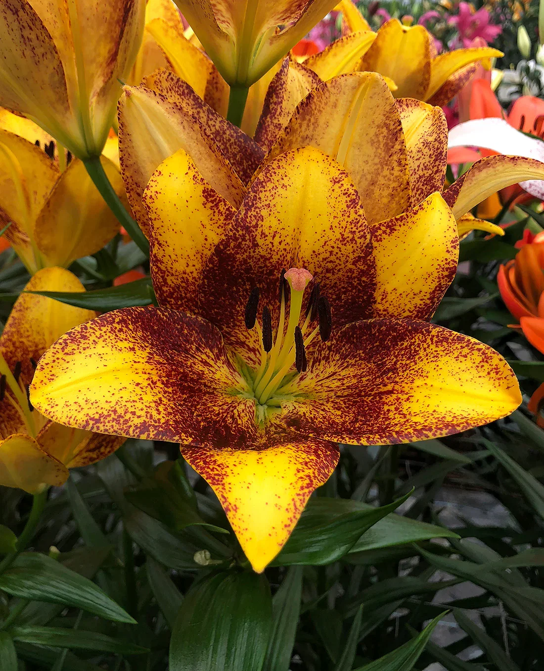 Image of Sweet Valley LA Hybrid Lily - 5 bulbs