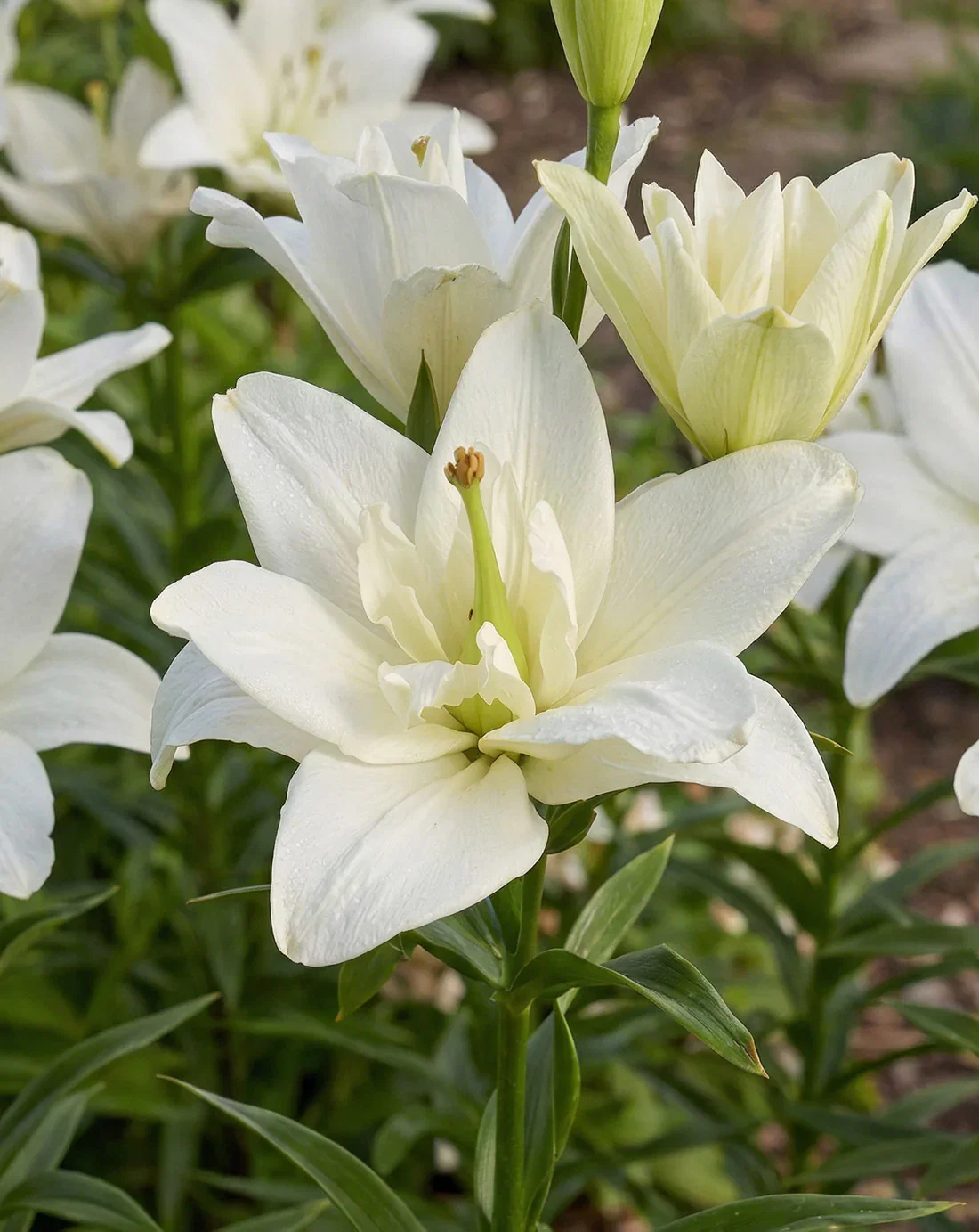 Image of Belvedere Double Asiatic Lily - 5 bulbs