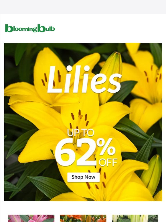 Lily Bulbs Are on Sale! Save Up to 62%