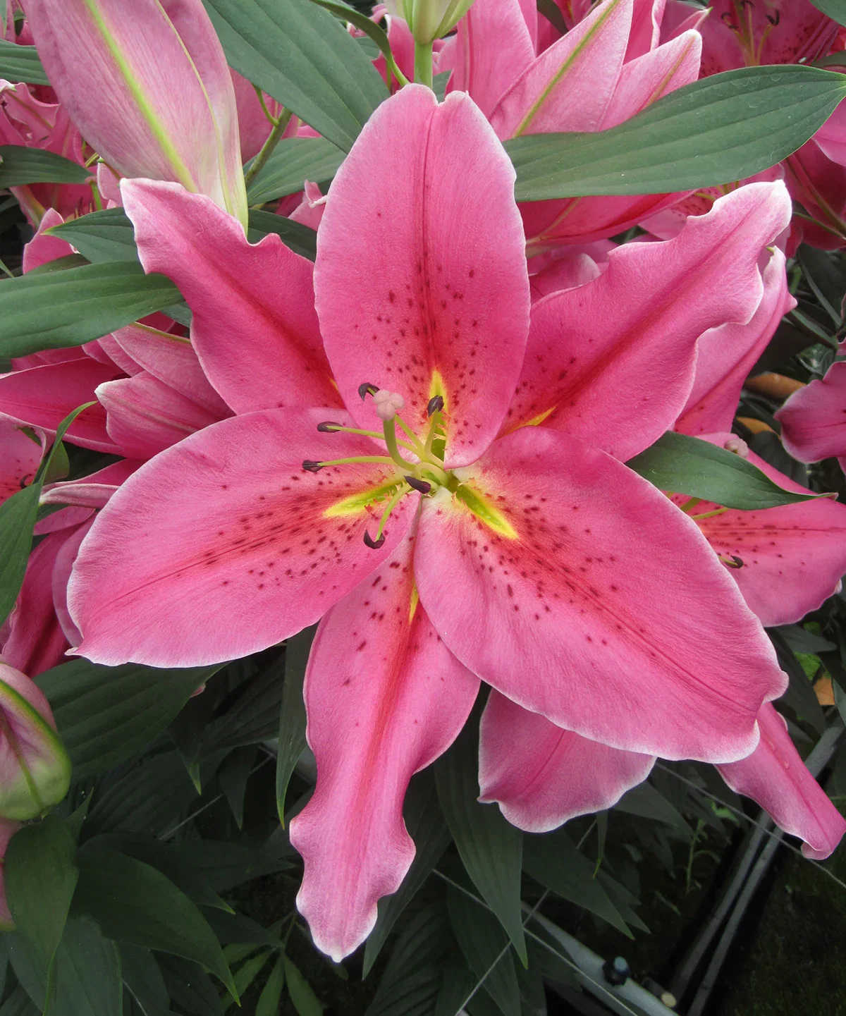 Image of Best Regards Oriental Lily - 5 bulbs