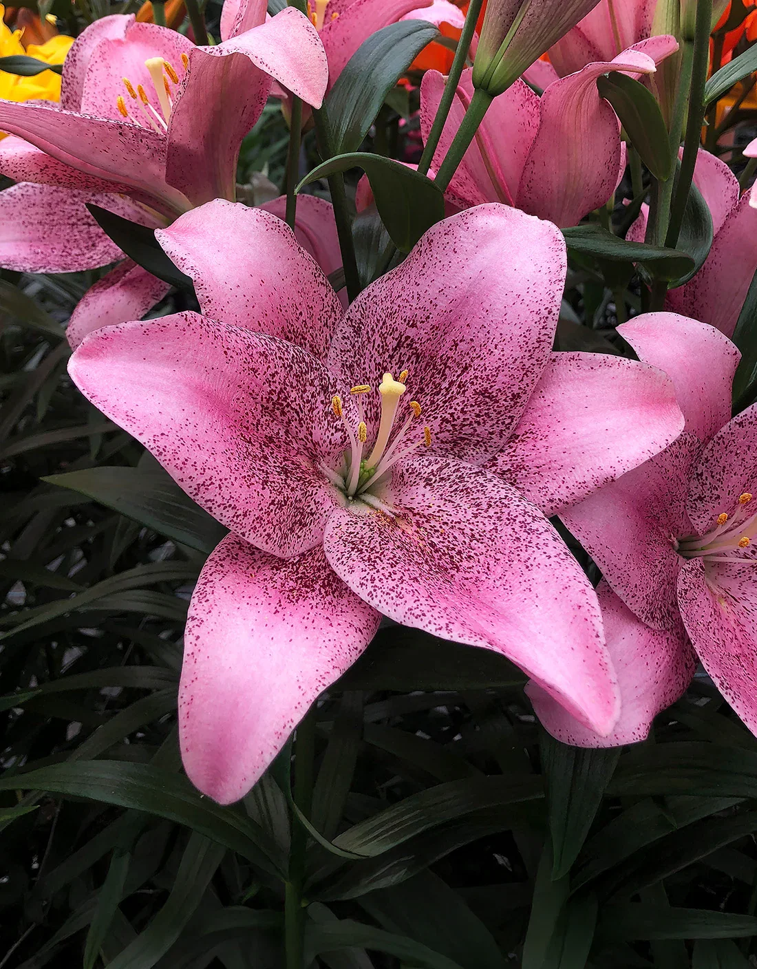 Image of Sweet Sugar LA Hybrid Lily - 5 bulbs
