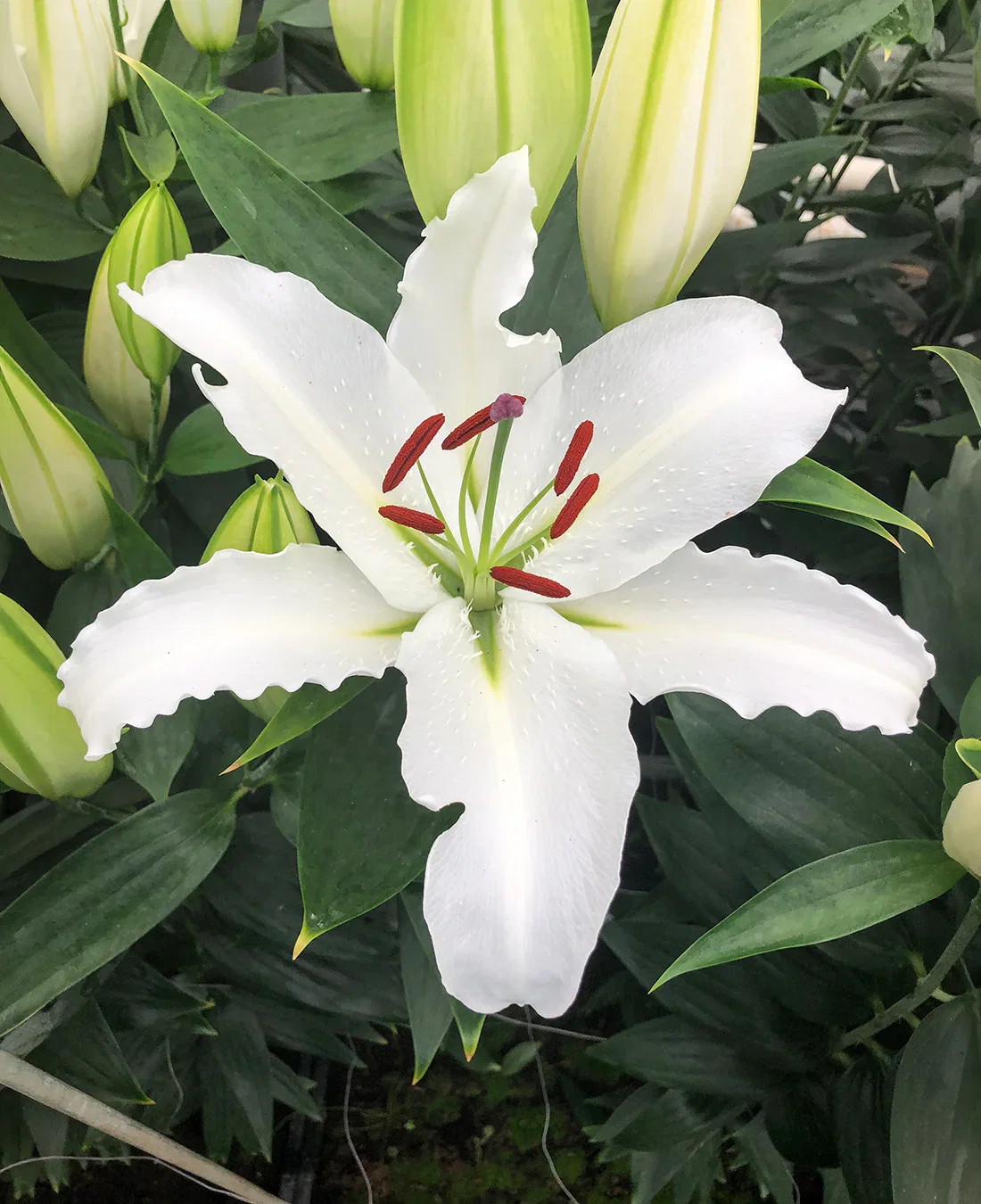 Image of White Lantern Oriental Lily - 5 bulbs