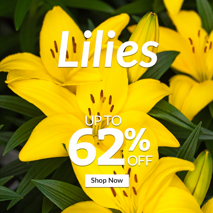 Lilies: Up to 62% off