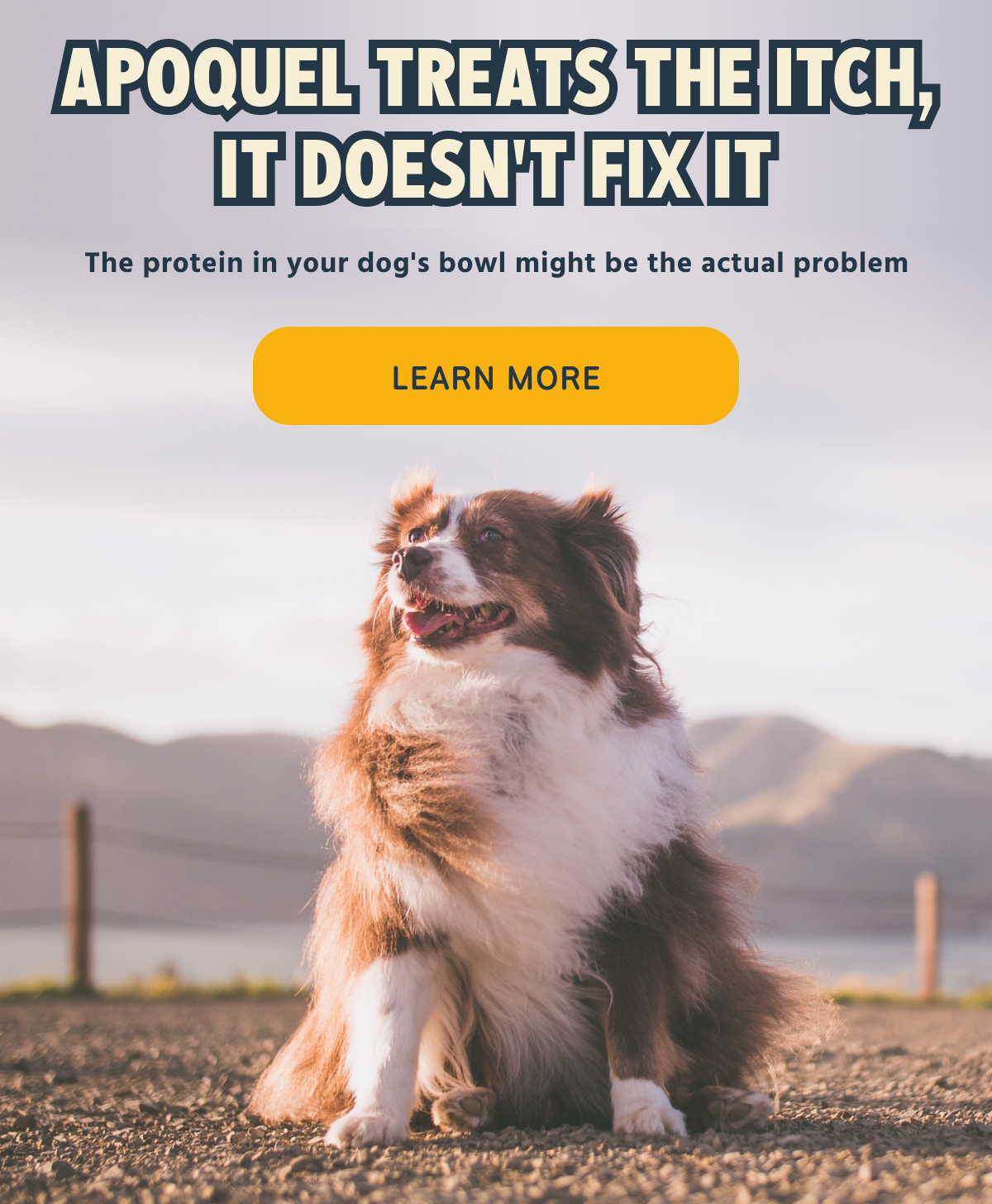 APOQUEL TREATS THE ITCH, IT DOESN'T FIX IT The protein in your dog's bowl might be the actual problem -- LEARN MORE