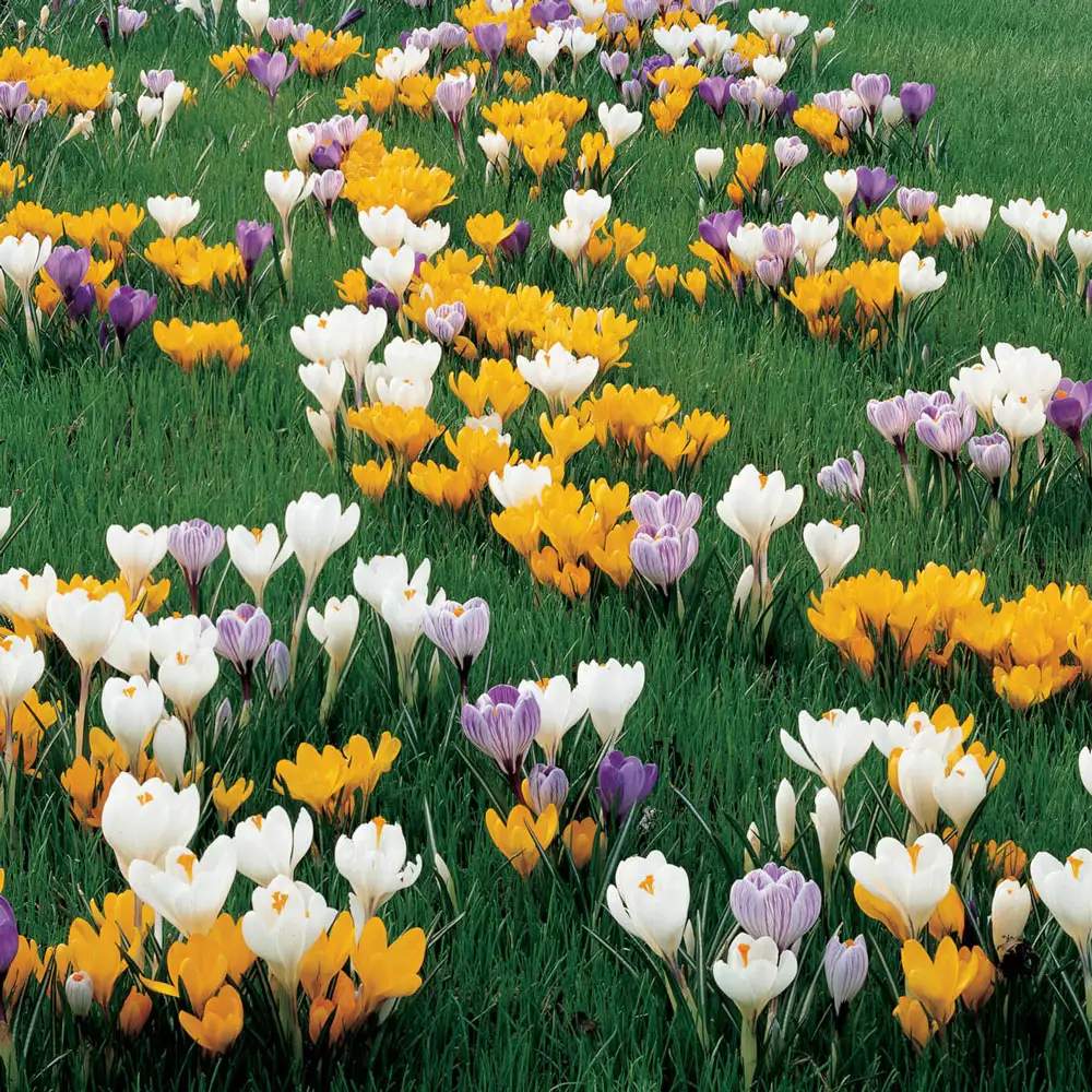 Giant Crocus Mix