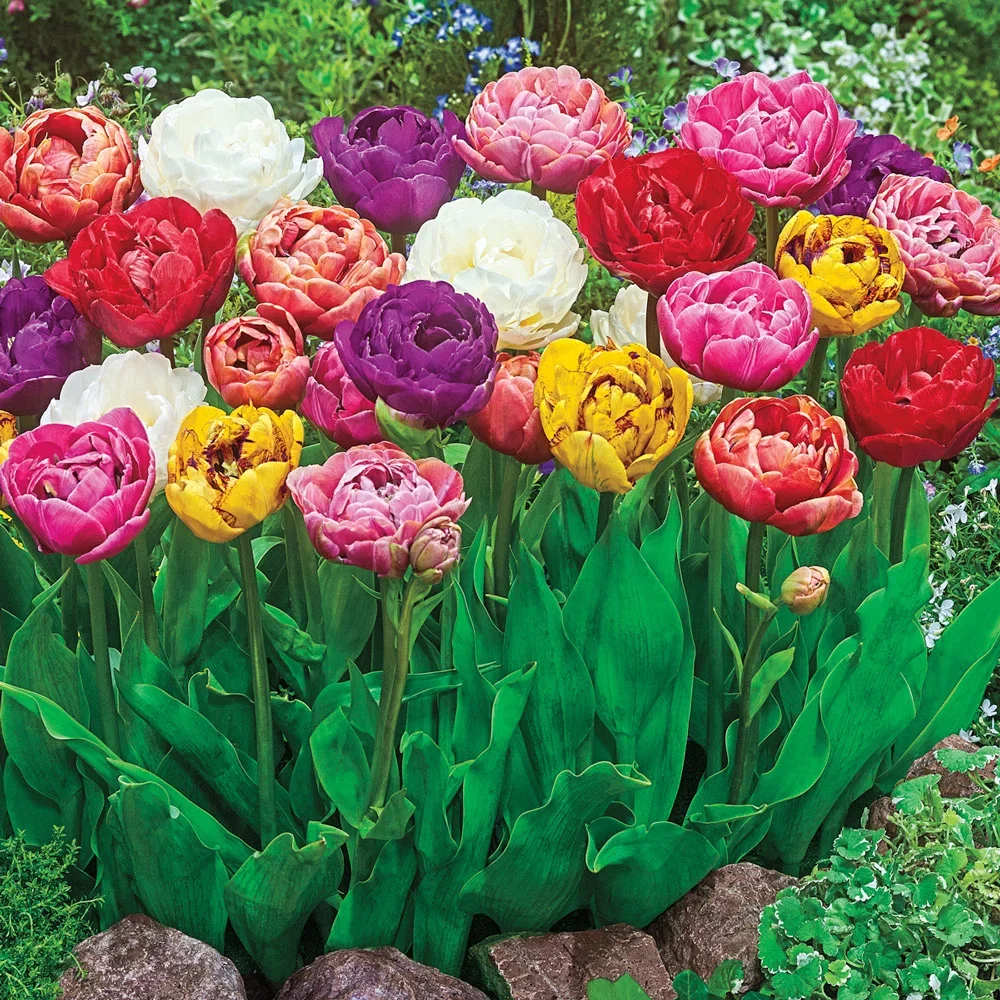 Double Late Tulip Mix