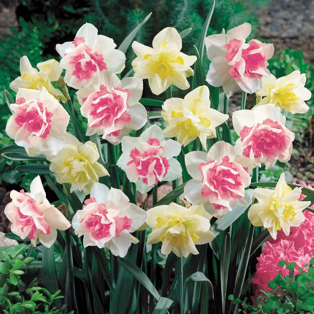 Double Daffodil Duo