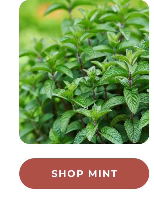Shop mint >