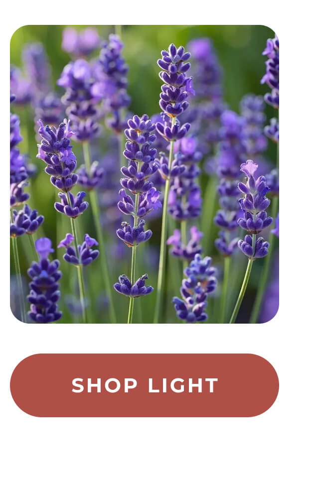 Shop light >