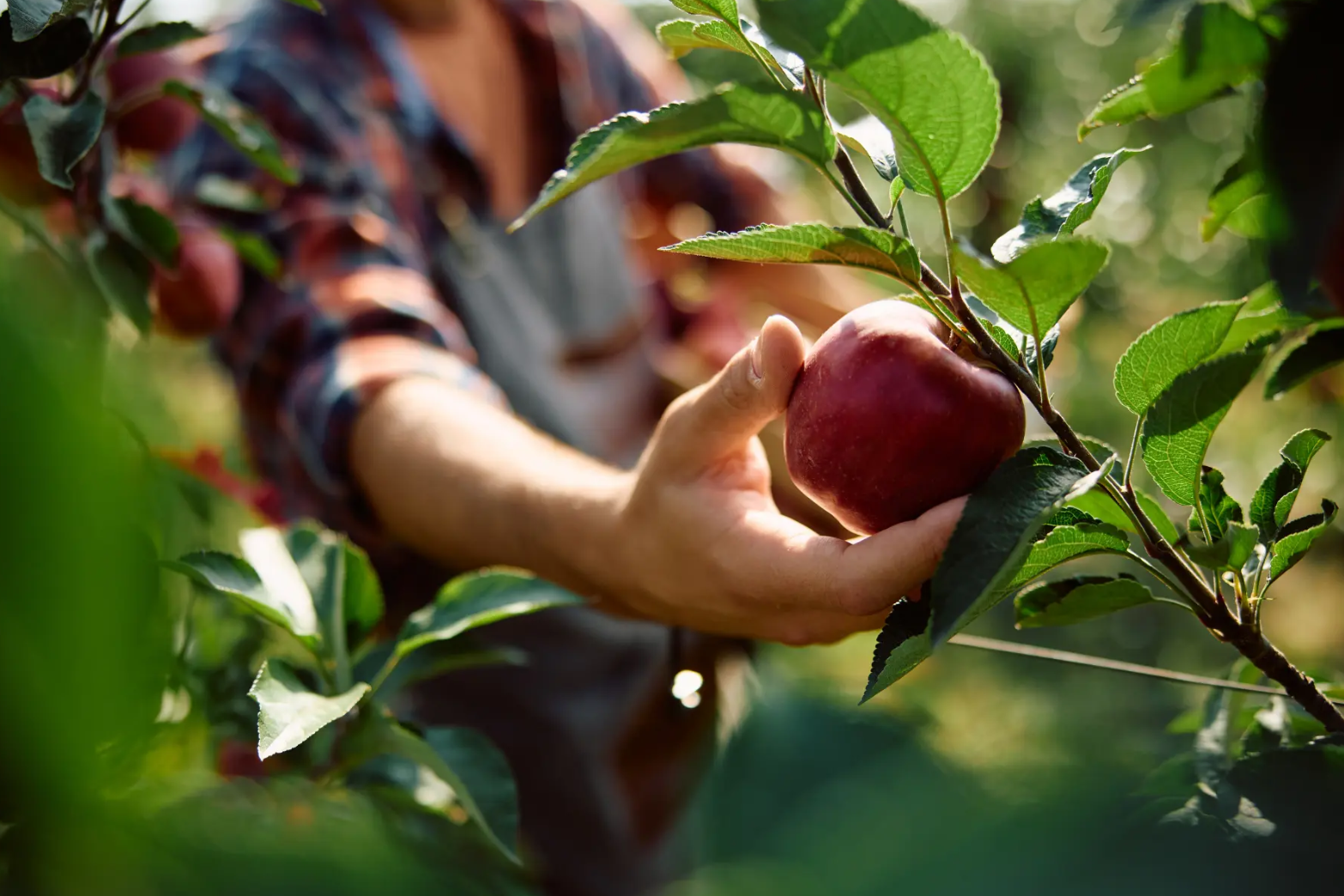 Hand picking red ripe apple off tree