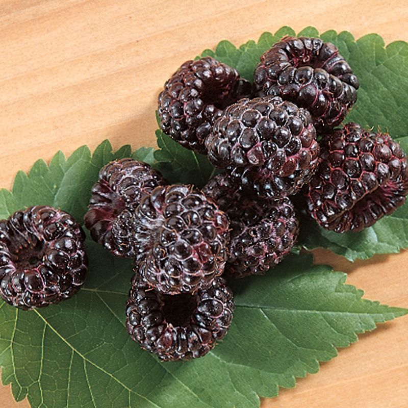 Image of Allen Black Raspberry