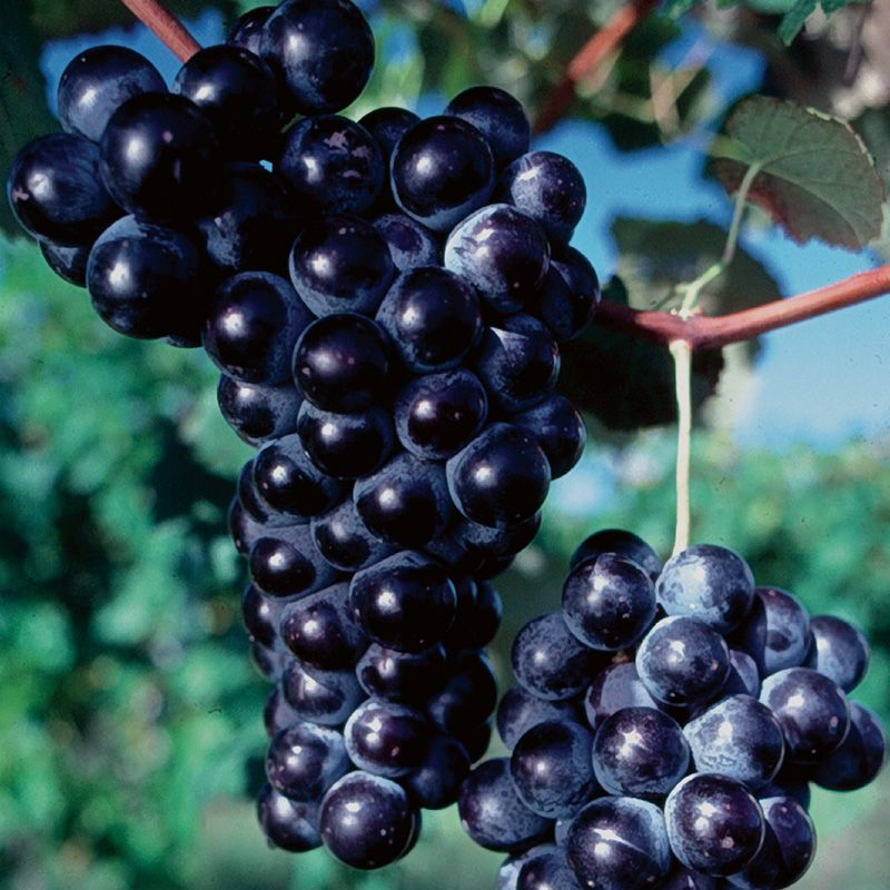 Image of Concord Seedless Grape