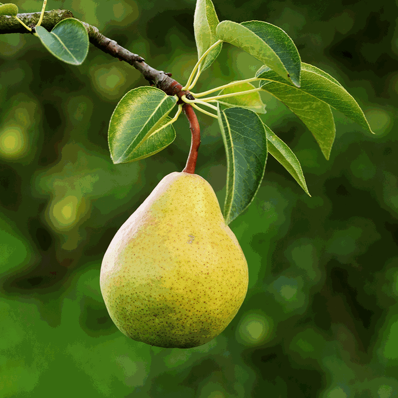 Image of Bartlett Pear