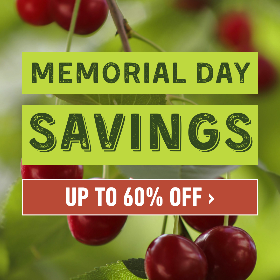 Memorial Day Savings