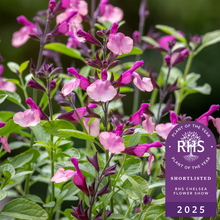 Salvia 'Peach Melba'