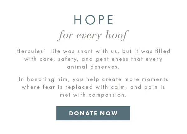 Hope for every hoof - Donate now