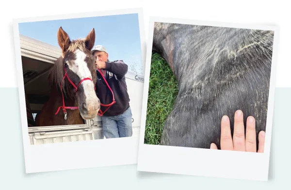 Thank you for helping animals like Hercules