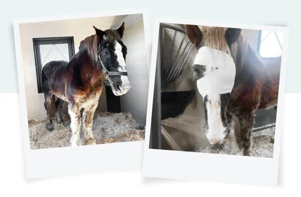Hercules
